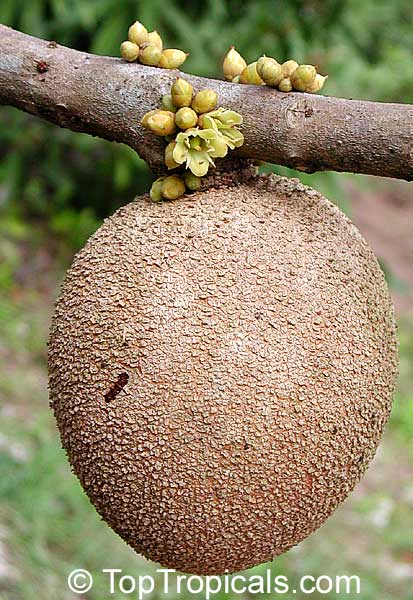 Pouteria sapota fruit