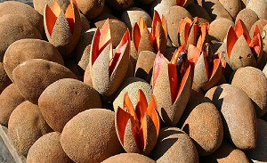 A bunch of mamey fruit in a market in Tepoztlan, Mexico