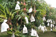 Mangoes in paper bags to prevent insect infestation