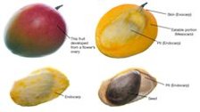 Example of a drupe: parts of a mango (Mangifera indica) fruit