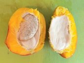The inside of a mango (Mangifera indica) pit