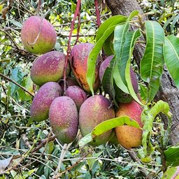 Indian Mango Mangifera indica, Panajachel, Guatemala