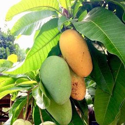 Indian Mango Mangifera indica, Honduras