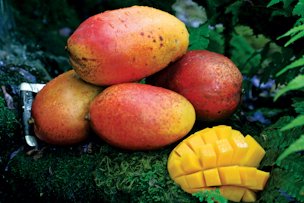 Uncommon mangos