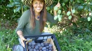 Noris Ledesma, curator of tropical fruit at Fairchild Tropical Botanic Garden, with Kastoorees, known as the blue mango