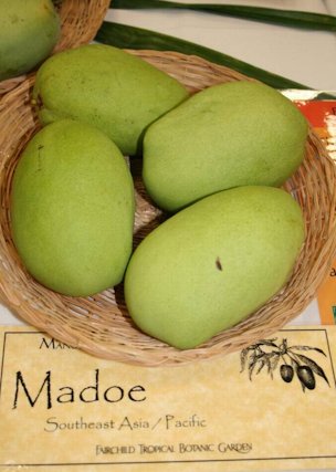 The Mango Madu (Mangifera lalajiwa) is originally from Indonesia.