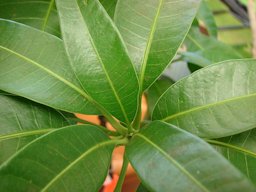 Mangifera indica (leaves). Location: Maui, Kula Ace Hardware and Nursery