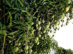 Mango in moist Brazilian tropics
