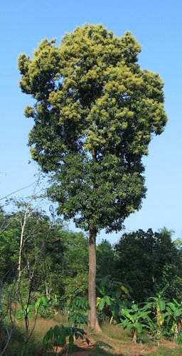 This is a kind of Mango tree seen in Kerala, called naaTTumaav
