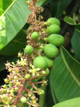 Close-up of a twig of Alphonso mango tree carrying flowers and immature fruit.