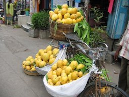 Partially ripened Banganpalli mangoes being sold on a Bicycle at Guntur City, India.