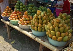 Many cultivars of mango, Mangifera indica from West Java, Indonesia. E.g. mangga golek, mangga gedong and mangga arumanis.