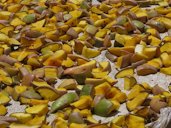 India. Sights & Culture. Mango sun-drying for pickle making.