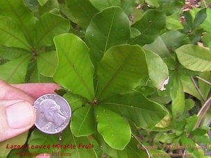 Large leaved Miracle Fruit