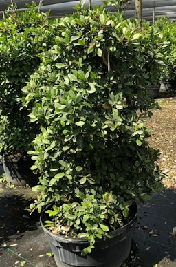 Miracle fruit bush growing in container under shade cloth. Shown is ‘Flame’ type