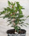 Synsepalum subcordatum - large leaf variety, 1 ft tall plant fruiting in 3 gal pot