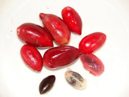 Synsepalum dulcificum (Miraculous berry, miracle fruit)