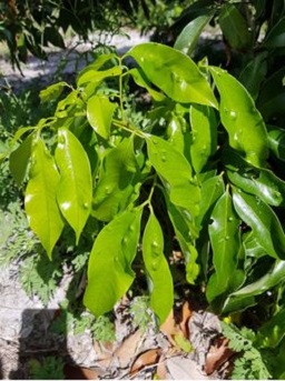 LEM infests immature Lychee leaves and forms small blisters