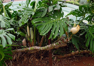 Monster fruit, Monsterio Delicio, Monstereo, Swiss Cheese Plant or Mexican Breadfruit