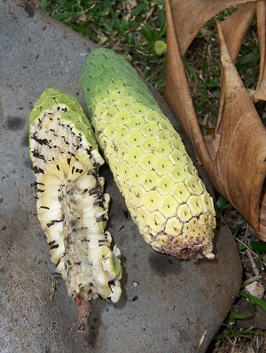Monstera deliciosa: ripen fruits with inside details