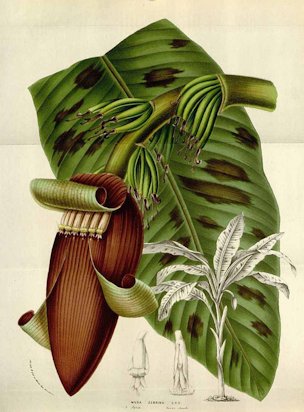 Musa acuminata Colla [as Musa zebrina Van Houtte ex Planchon]