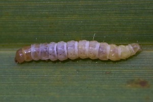 Early Instar Larva