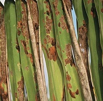 Palm Leaf Skeletonizer Damage to Cocos nucifera (pinnate palm)