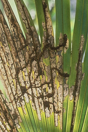 Palm Leaf Skeletonizer Damage to Washingtonia robusta (palmate palm)