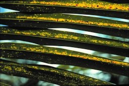 Potassium deficiency symptoms on older leaf of Cocos nucifera showing translucent yellow-orange spotting