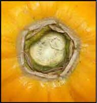 Pistillate scars surrounding the stem end of the fruit