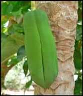 Elongated sex-reversed male fruit showing deep pentandria-like furrows