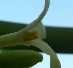 Male flower minus petals showing 2 whorls of different length alternating stamens.