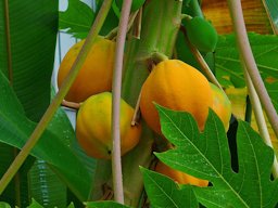 Carica papaya, Caricaceae, Papaya, fruits; Botanical Garden KIT, Karlsruhe, Germany. The leaves are used in homeopathy as remedy: Carica papaya.