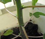 Healthy seedling of Mexican papaya (Carica papaya) has about 8 true leaves. There are tiny balls of sap on the main stem and leaf stems.