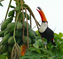 Toco Toucan (Ramphastos toco) eating Papaya (Carica papaya). Poconé, Mato Grosso, Brazil.