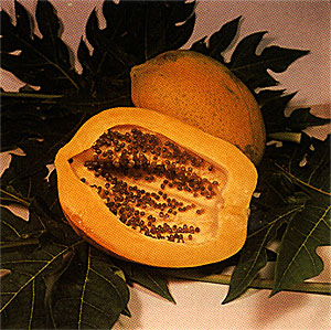 PAPAYA, Carica papaya