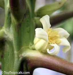 Papaya Female Flower