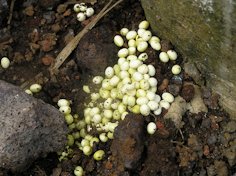 African snail (Achatina fulica) eggs at the base of a papaya stem
