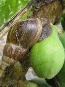 Papaya (Carica papaya): Giant African snail (Achatina fulica)