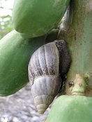 Africans snail (Achatina fulica) on papaya