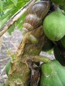 African snail (Achatina fulica) feeding injury to a papaya stem