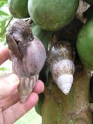 Africans snail (Achatina fulica) on papaya.