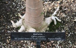 Carica papaya L., Longwood Gardens, Kennett Square, Pennsylvania