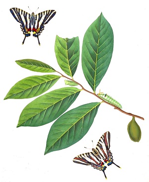 Zebra Swallowtail , Eurytides marcellus, on Pawpaw, Asimina triloba