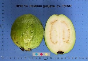 'Pear'