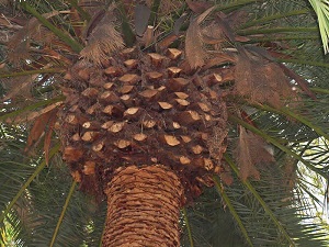 P. canariensis canopy from below