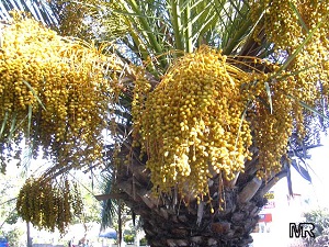 P. canariensis fruit