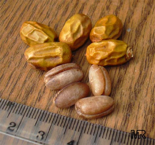 P. canariensis dates