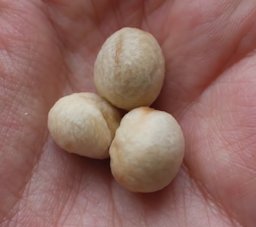 Pitomba seeds