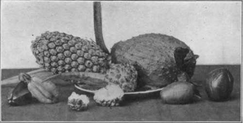 Plate VIII. Upper, the cherimoya at its best; lower, the soursop and other fruits.
